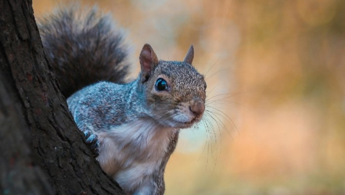 Animali: amici o nemici?