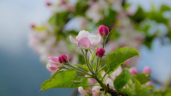 - (Foto dal sito ufficiale)