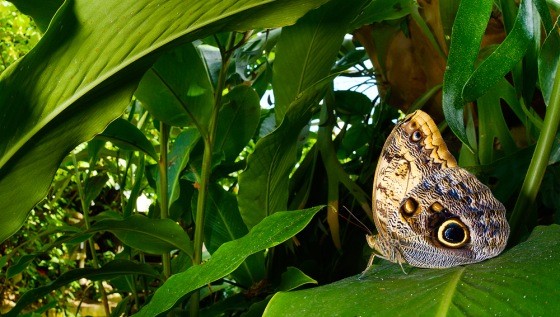L’Oasi delle Farfalle (Foto di F. Pupin)