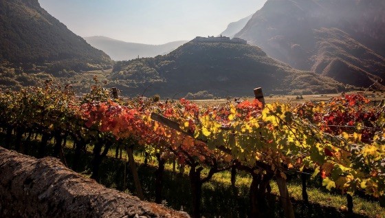 - (Foto dal sito ufficiale)