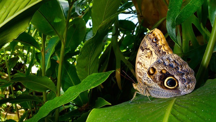 L’Oasi delle Farfalle (Foto di F. Pupin)