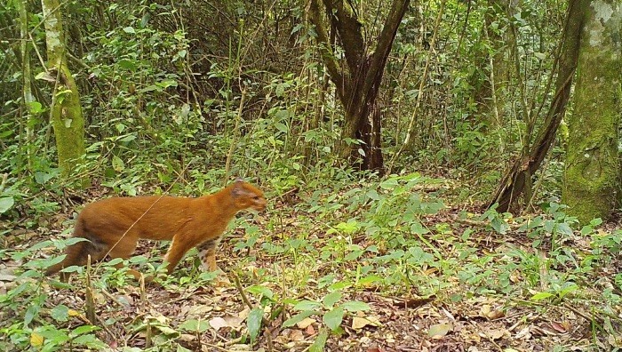 Caracal aurata (crediti Francesco Rovero – MUSE/UNIFI)