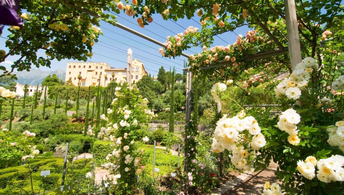 Ai Giardini Di Castel Trauttmansdorff Sbocciano Le Rose Crushsite It