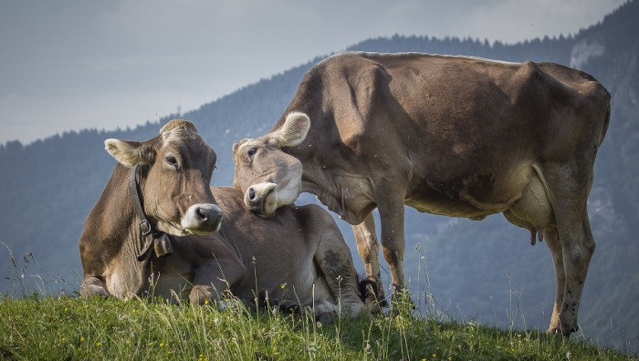 Malga Borcola, Terragnolo (Foto di L. Fornasa)