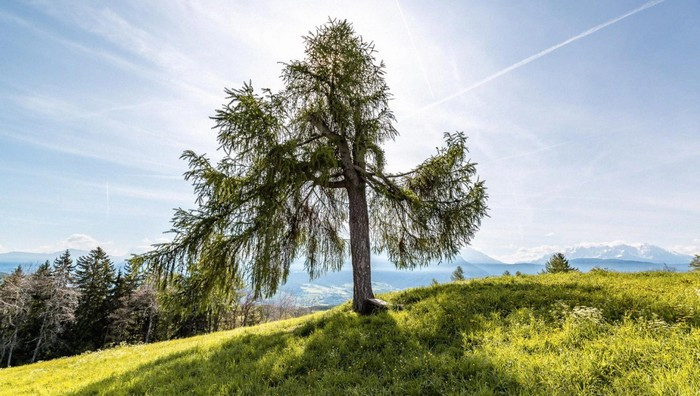 - (Foto dal sito ufficiale / © Museo Archeologico dell’Alto Adige)