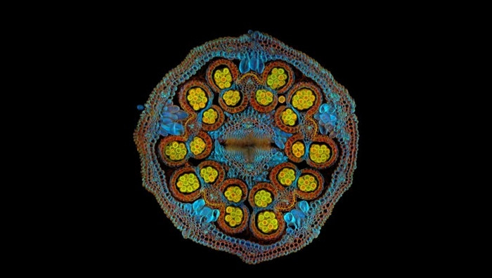 Particolare da locandina (Foto dal sito ufficiale / Ph. Dr. Igor Siwanowicz)