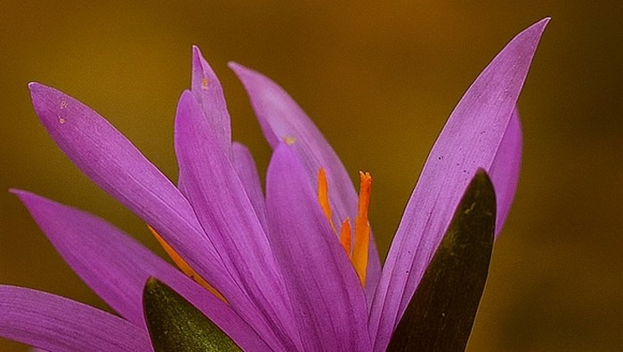 - (Immagine da locandina / particolare)