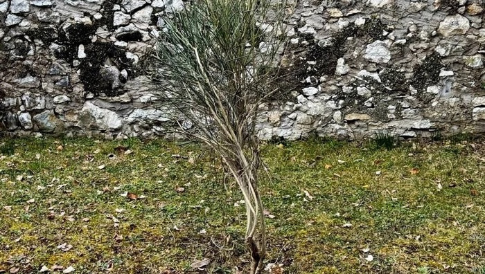 © M. Comper - Creative Commons Attribution 4.0 International (CC BY 4.0)