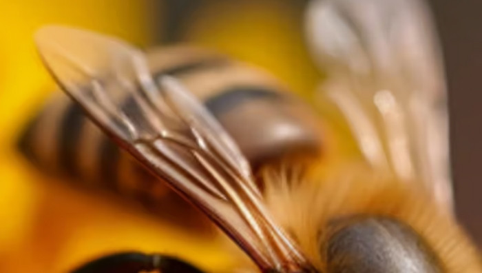 - (Immagine da locandina / particolare)