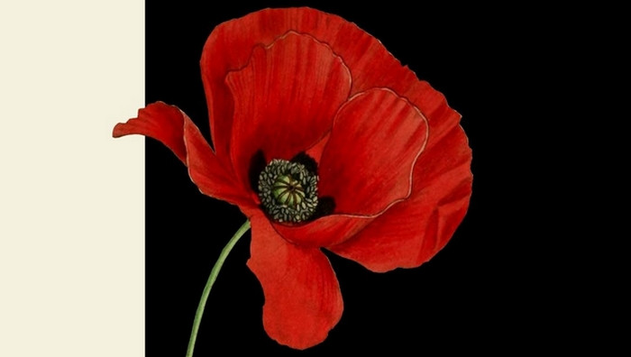 - (Immagine da locandina / particolare)